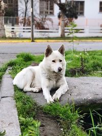 Dog sitting on street by retaining wall