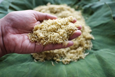 Close-up of hand holding leaf