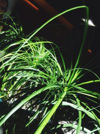 Close-up of leaf on grass