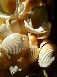 Close-up of food