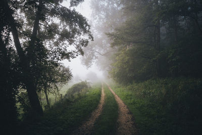 Scenic view of road amidst trees in forest