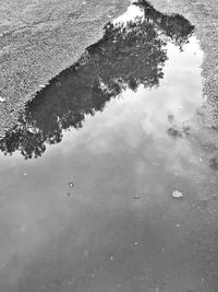 Reflection of trees in puddle