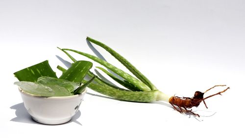 Close-up of insect over white background