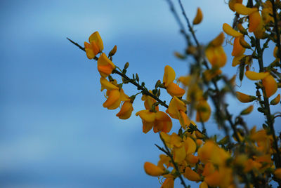 Low angle view of flowering plant against clear sky