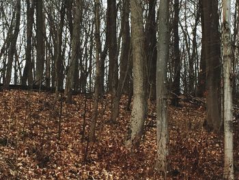 Trees in forest