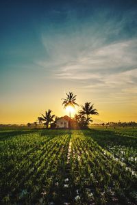 Scenic view of field against sky at sunset