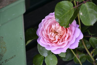 flower