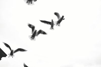Low angle view of bird flying in sky