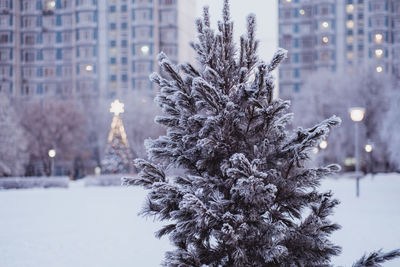 Close-up of christmas tree