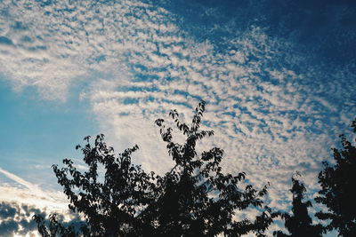 Low angle view of silhouette trees against blue sky