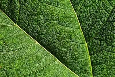 Full frame shot of leaf