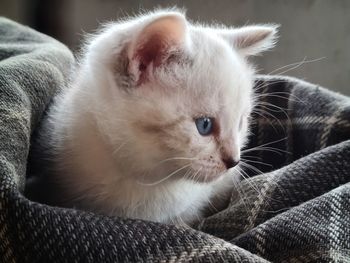 Close-up of kitten relaxing on sofa