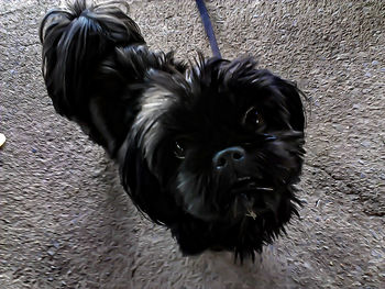 Portrait of black dog