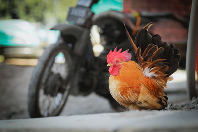 Close-up of rooster