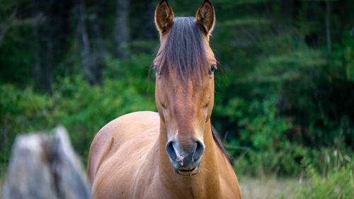 Horse standing in a field - horse portrait front