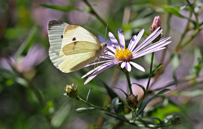 Close-up of butterfly pollinating on purple flower