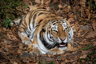 Close-up of tiger