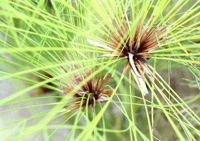 Close-up of pine tree