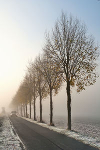 Tree against sky during sunset