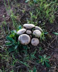 High angle view of mushrooms on field