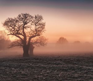 Fog shrouded trees on a frosty winters morning