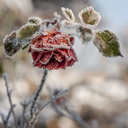 Close-up of frozen plant