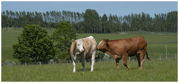 Cows standing in a field