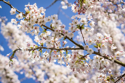 Low angle view of apple blossoms in spring