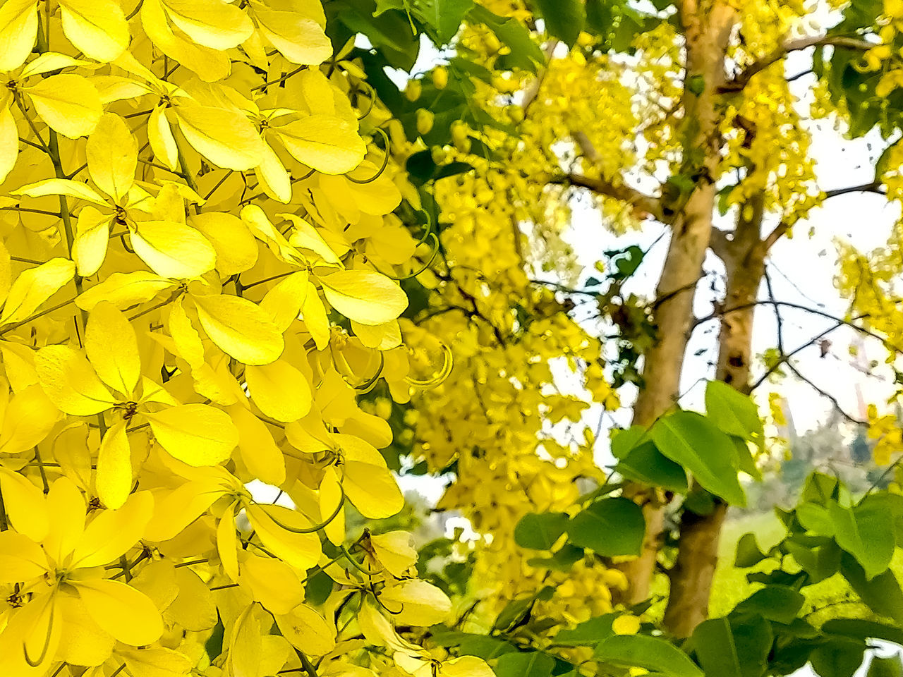 LOW ANGLE VIEW OF YELLOW FLOWERING TREE