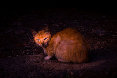 Cat sitting on a field