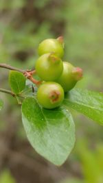Close-up of water drop on fruit