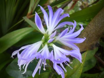 Close-up of purple flowers blooming outdoors