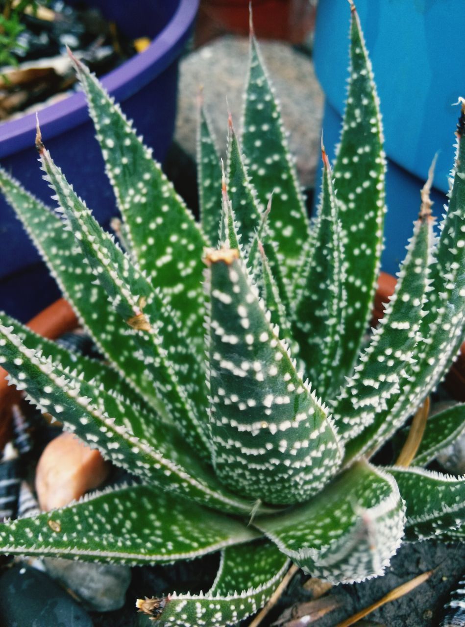 close-up, leaf, growth, plant, green color, freshness, nature, focus on foreground, beauty in nature, fragility, natural pattern, leaf vein, cactus, wet, thorn, drop, high angle view, spiked, water, sharp