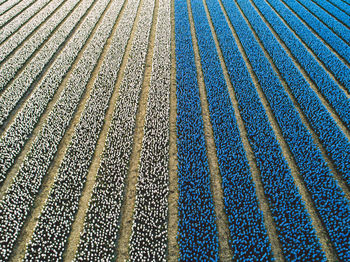 Full frame shot of colorful flowers growing on field