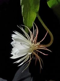 Close-up of flower against black background