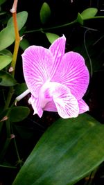 Close-up of pink flower