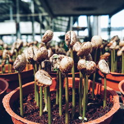 Mushrooms in potted plant