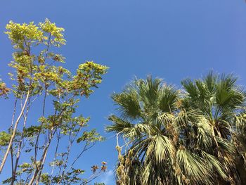 Low angle view of coconut palm trees against clear blue sky