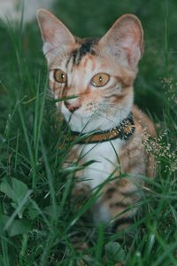 Close-up portrait of a cat on field