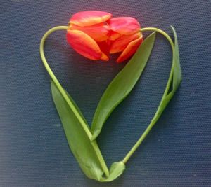 Close up of red flower