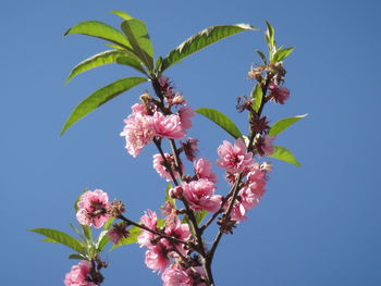 Close-up of pink cherry blossoms in spring