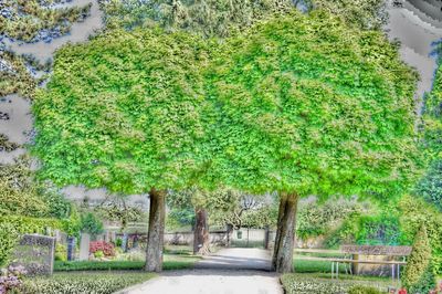 Footpath amidst trees