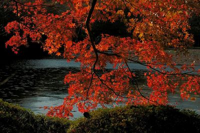 Reflection of trees in water