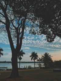 Trees on field against sky during sunset