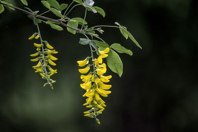 Close-up of fresh green plant