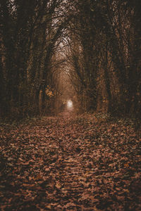 Shadow of trees in park