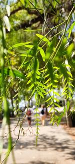 Close-up of lizard on tree
