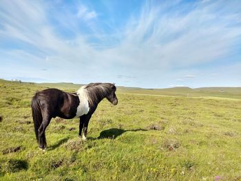 Horse standing in a field