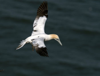 High angle view of gannet flying above sea