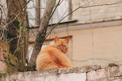 Portrait of cat sitting on wall